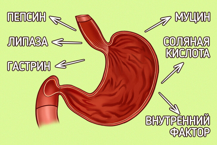 Слизистая желудка вырабатывает