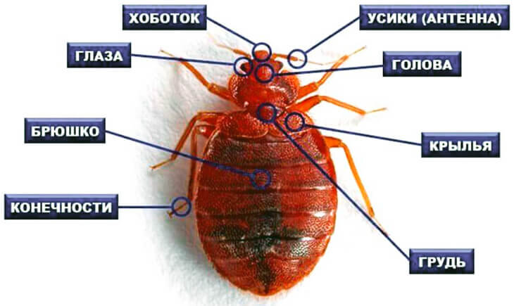 Полное превращение постельного клопа