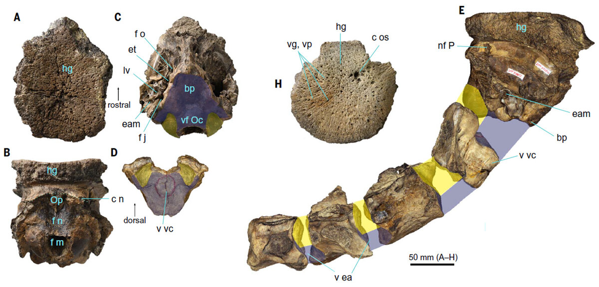 A–C — черепная коробка голотипа с костяным диском (hg) на теменной кости, вид сверху, сзади и снизу; D — атлант, вид со стороны черепа; E — черепная коробка, но в сочленении с первыми четырьмя шейными позвонками; H — головной диск молодой особи с многочисленными порами от кровеносных сосудов (vp, vg) и следами хронического остеомиелита (видимо молодняк рано начинал бодаться); На Е желтым выделены обычные места сочленения позвонков у млеков, а синим показаны дополнительные зоны сочленений у дискокерикса, нужны для укрепления шеи