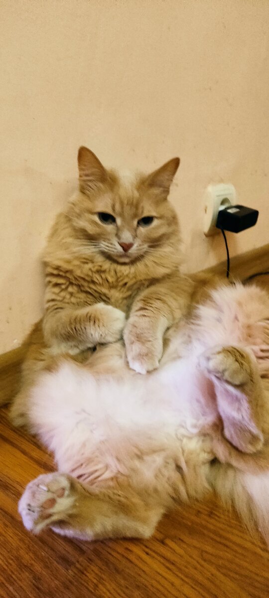 И кошак, у которого пузо по полу тащится)
