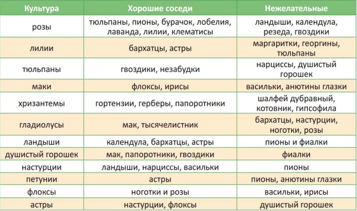 Сажать рядом. Таблица совместимости цветов в саду. Совместимость растений на грядке. Таблица совместимости растений на грядке. Соседство цветов на клумбе таблица.