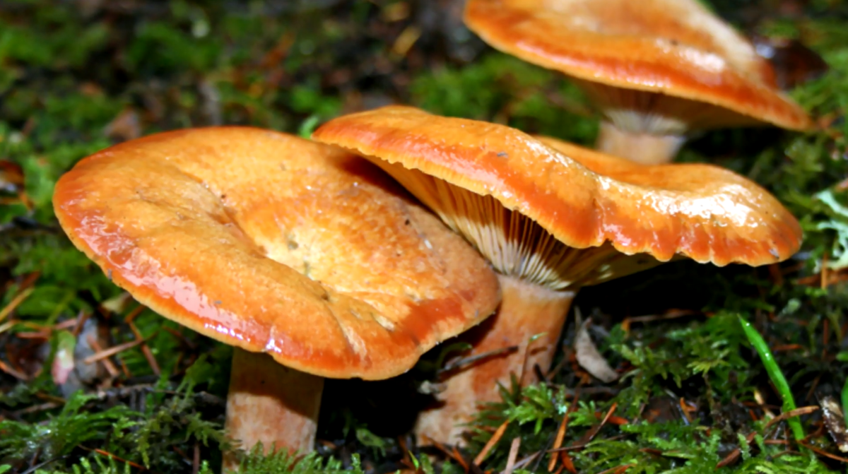 Цвет рыжиков. Рыжик Сосновый/Боровой (Lactarius deliciosus);. Рыжик настоящий Lactarius deliciosus. Рыжик (гриб) грибы. Сосновый Бор рыжики.