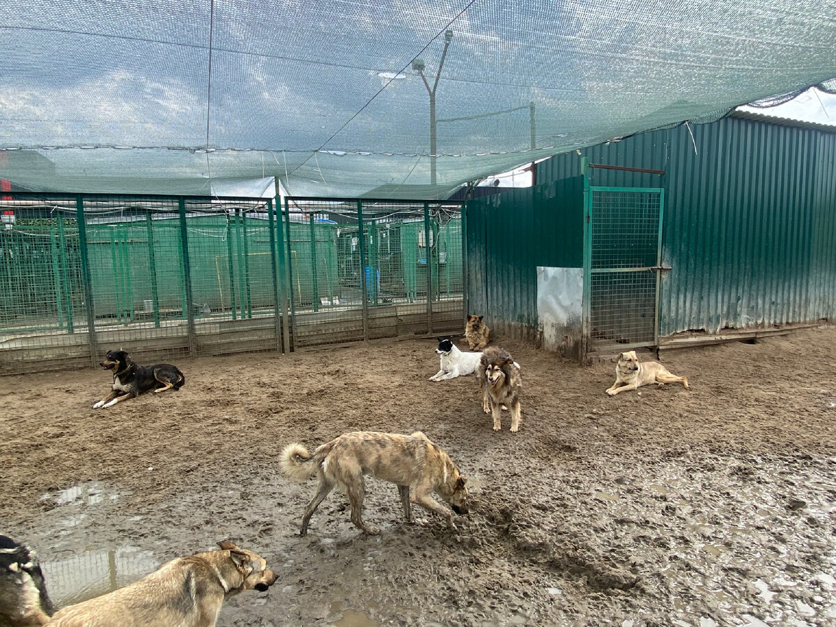 Фисташка (черно-белая) заняла своё излюбленное место.