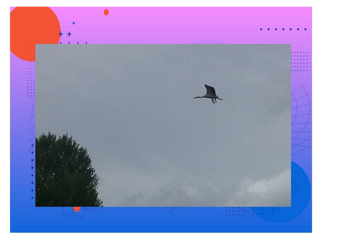 Чтобы добавить в изложение Жизни, я добавил фотографию только что взлетевшего с ближайшего столба аиста. Все-таки недалеко от Белоруссии. Вспоминается: "Белый аист летит ... "