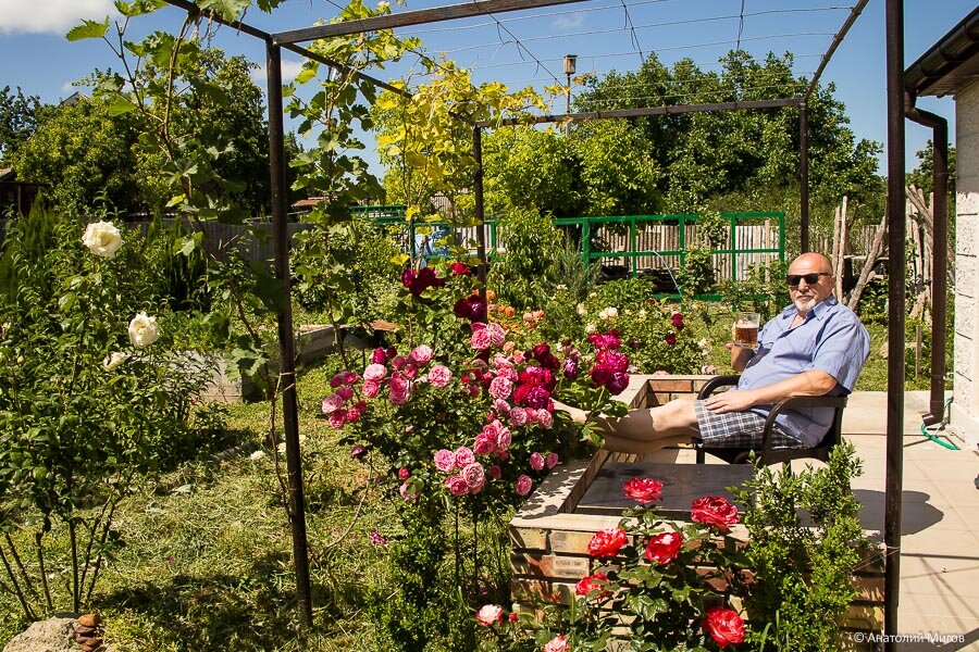 Так выглядели наши первые розы "в младенчестве"