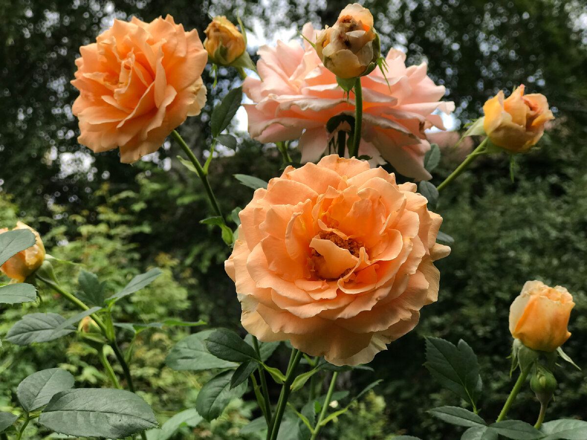Это превосходная красавица Polka - очень красивая и необычная роза, которую можно выращивать как невысокий клаймбер, либо как крупный, дугообразный шраб. 