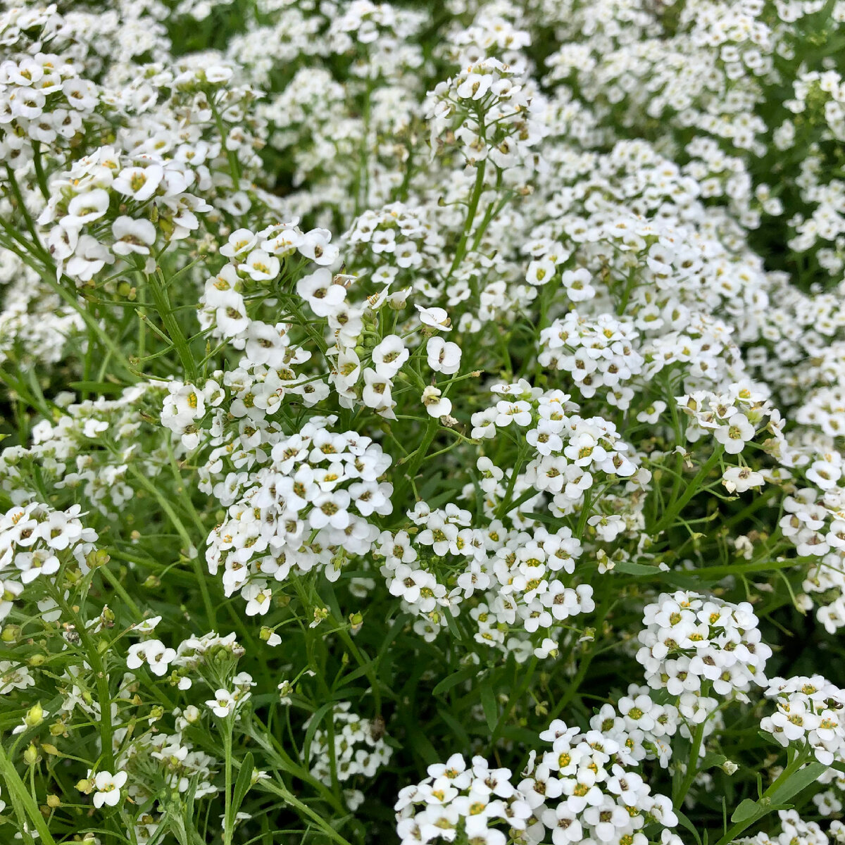 Алиссум Lobularia maritima