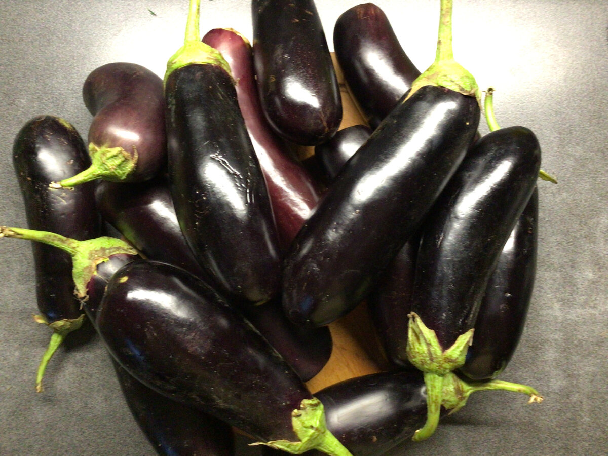 Paisagismo Brasil UM ESPAÇO PARA TROCA DE IDÉIAS! Página 2 Eggplant nutrition, E