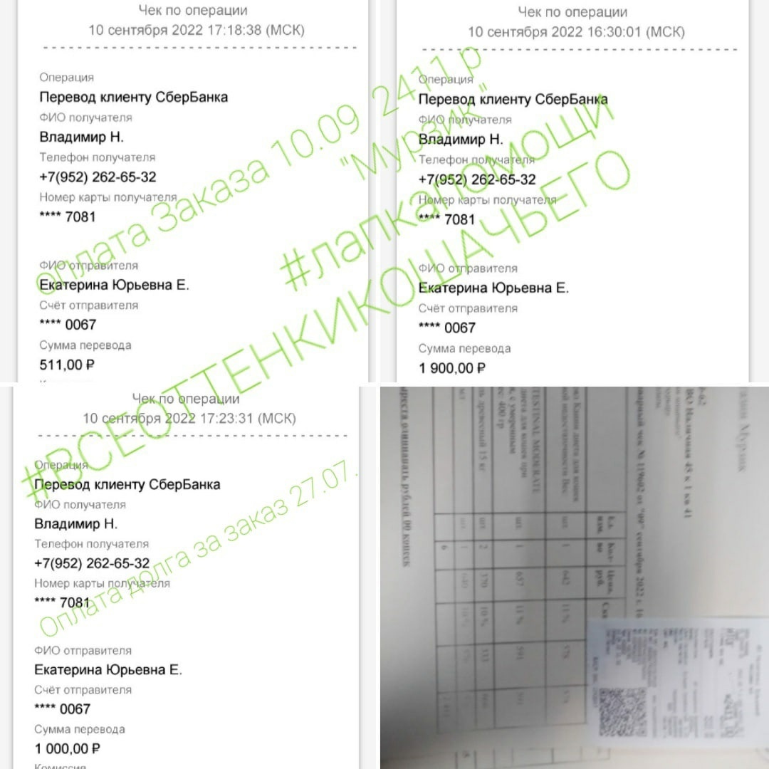 © ВСЕ ОТТЕНКИ КОШАЧЬЕГО 