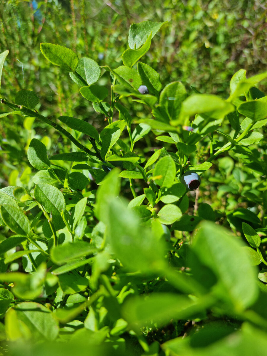 черника в лесу (фото из личного архива)