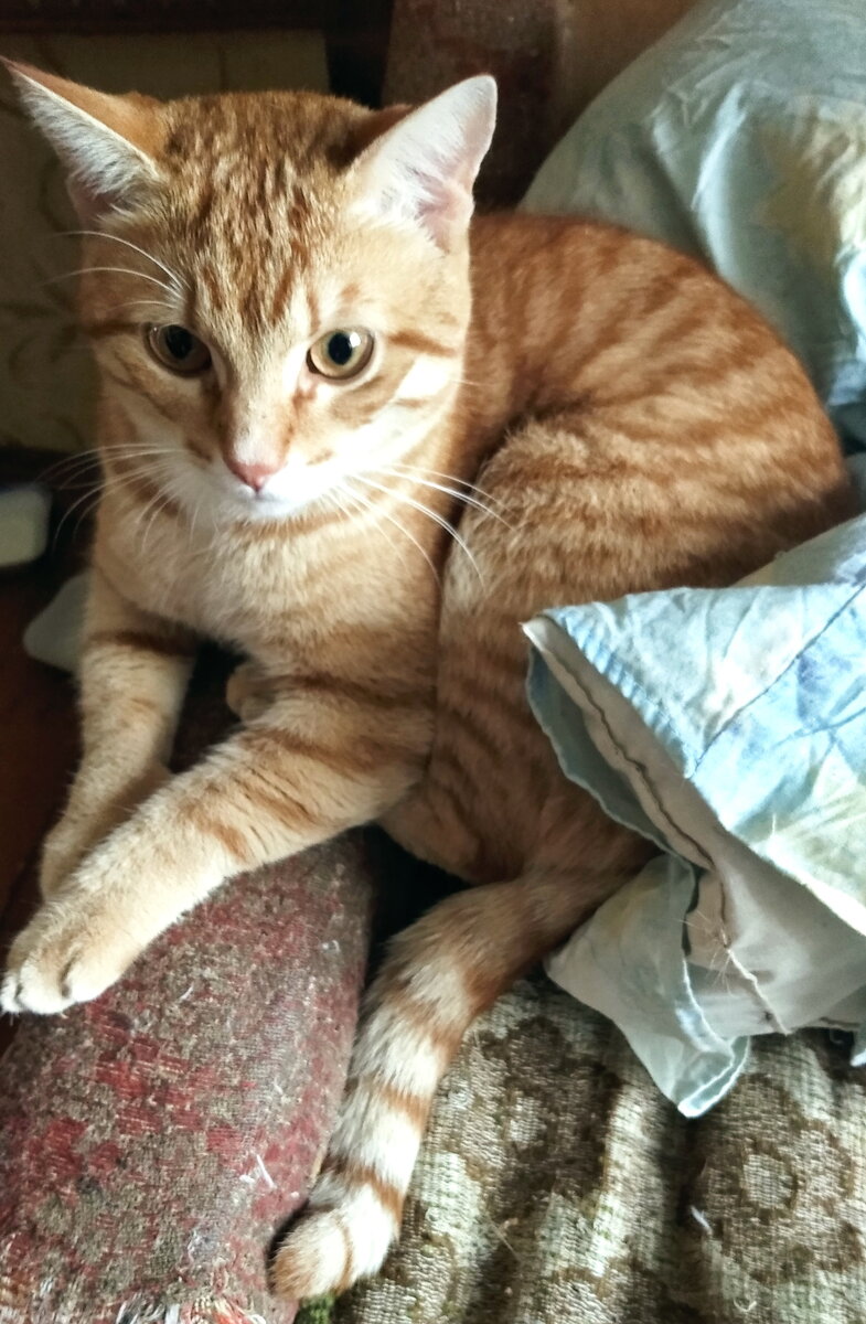 Личное  фото.