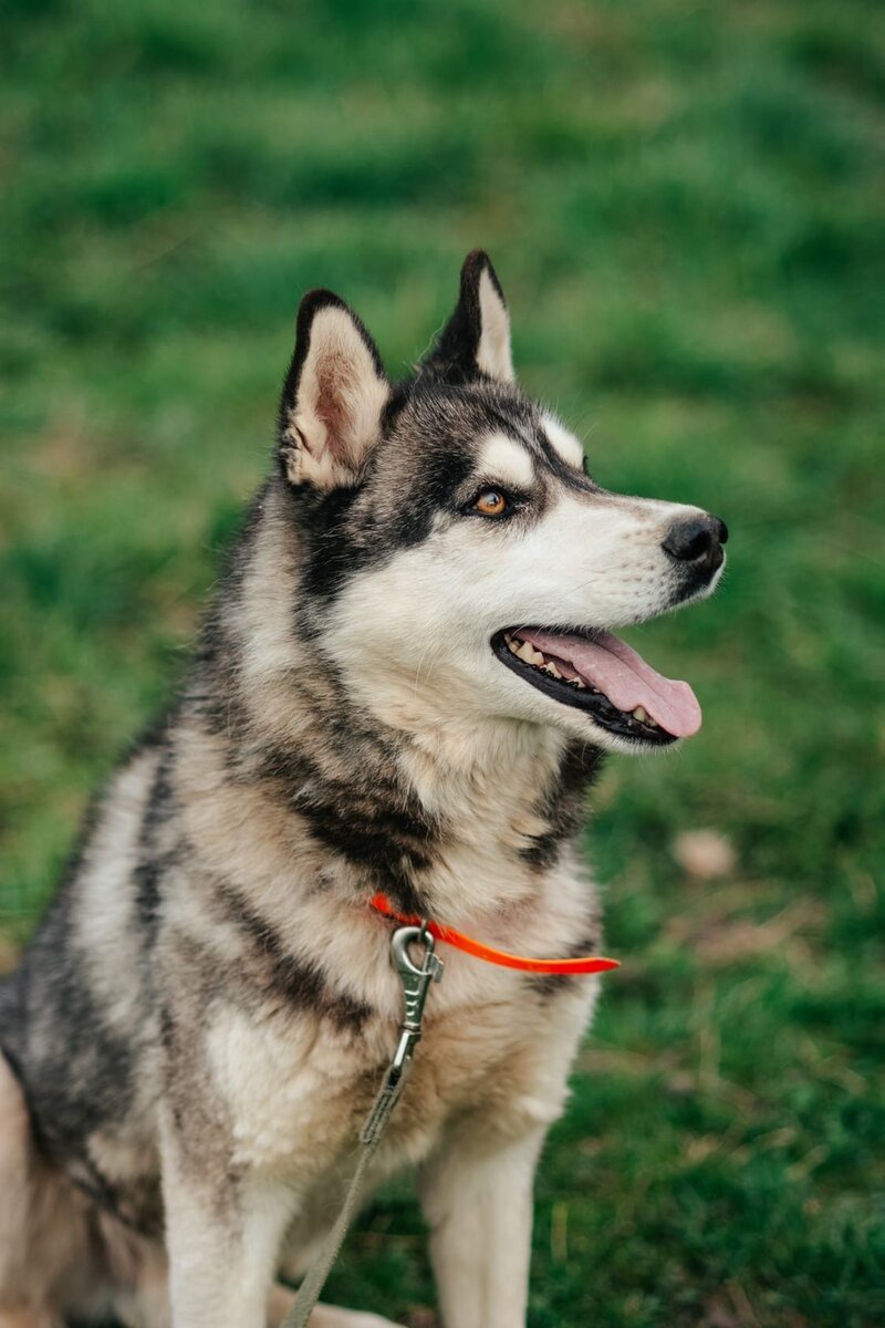 Породистые собаки в дар. Часть 43 | Породистые собаки в дар 🐶 | Дзен