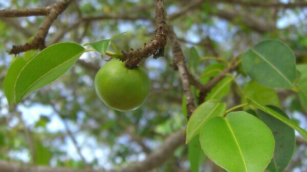   CC BY 2.0 / Jason Hollinger / Manchineel