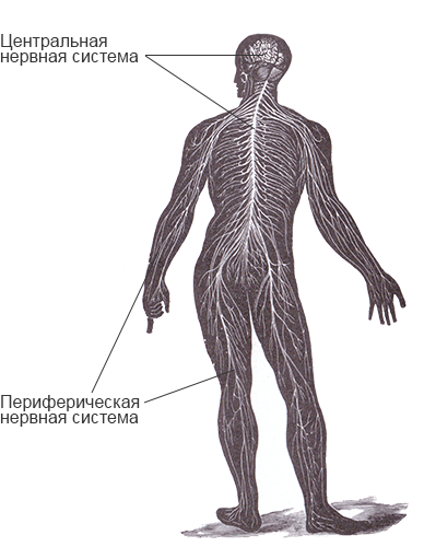 Источник: https://www.yaklass.by/p/biologiya/9-klass/nervnaia-sistema-7003/stroenie-nervnoi-sistemy-i-ee-znachenie-7004/re-b71b9653-42be-4091-9fb2-4344b1eb4cd3