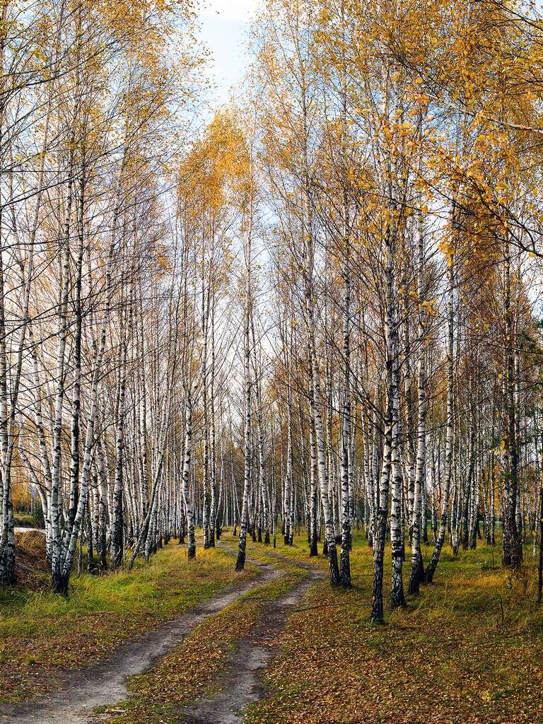 Осень октябрь. Осень конец октября. Поздняя осень. Осенний березовый лес.