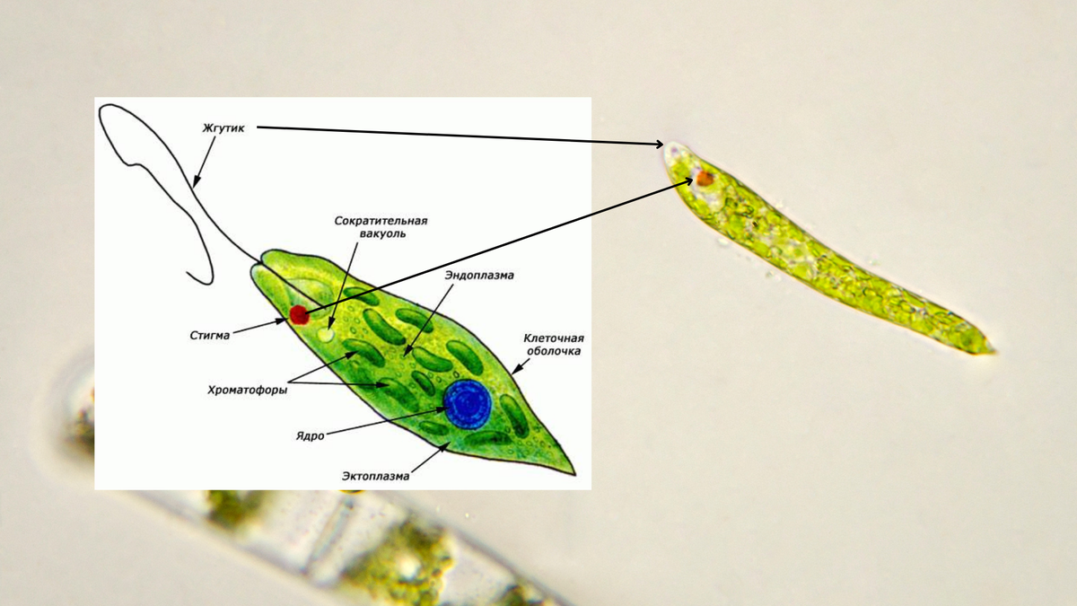 Эвглена зеленая движение. Особенности строения эвглены зеленой.
