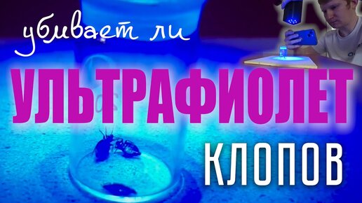 Помогает ли УЛЬТРАФИОЛЕТ от клопов