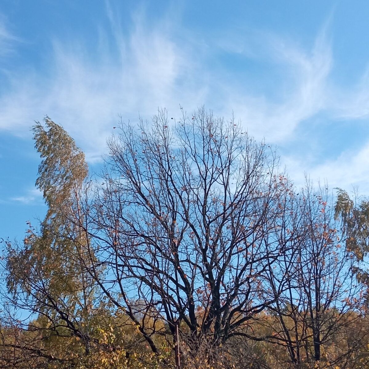 Сегодняшнее небо. Тропарёвский заказник
