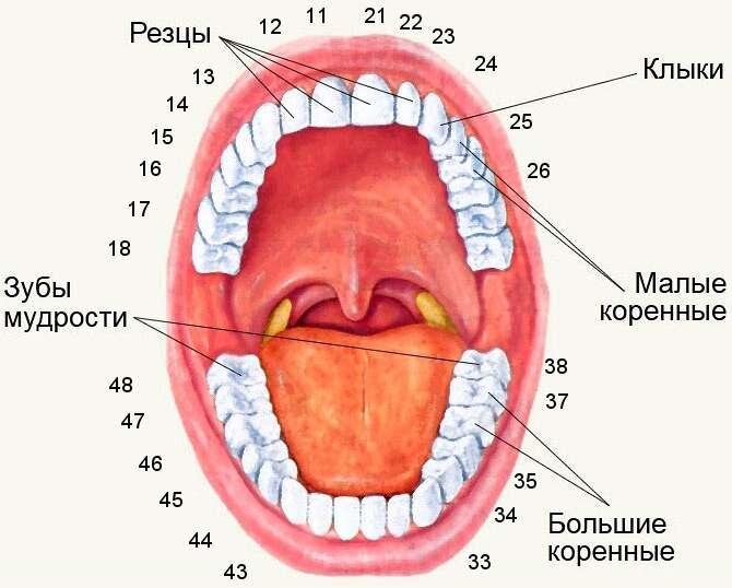 Молочные зубы у детей