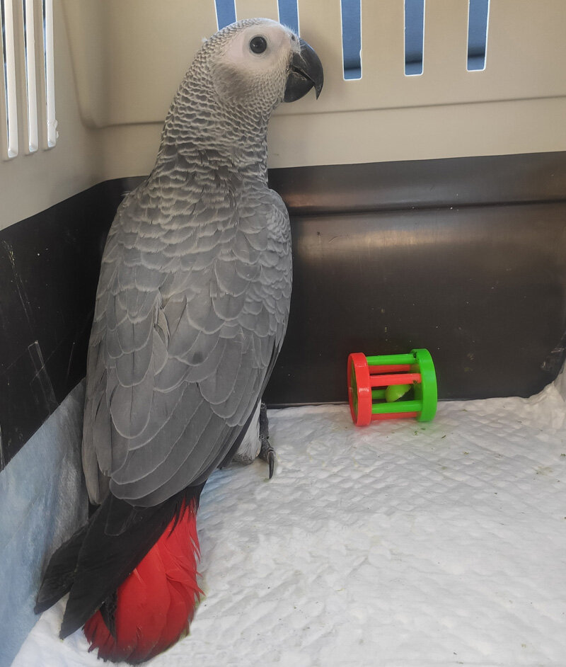 Гера едет домой в переноске