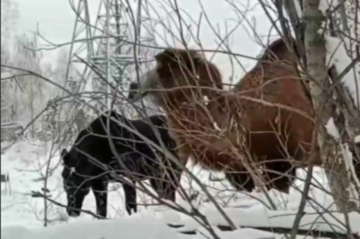    Челябинец встретил верблюда в заснеженном лесу под Озерском