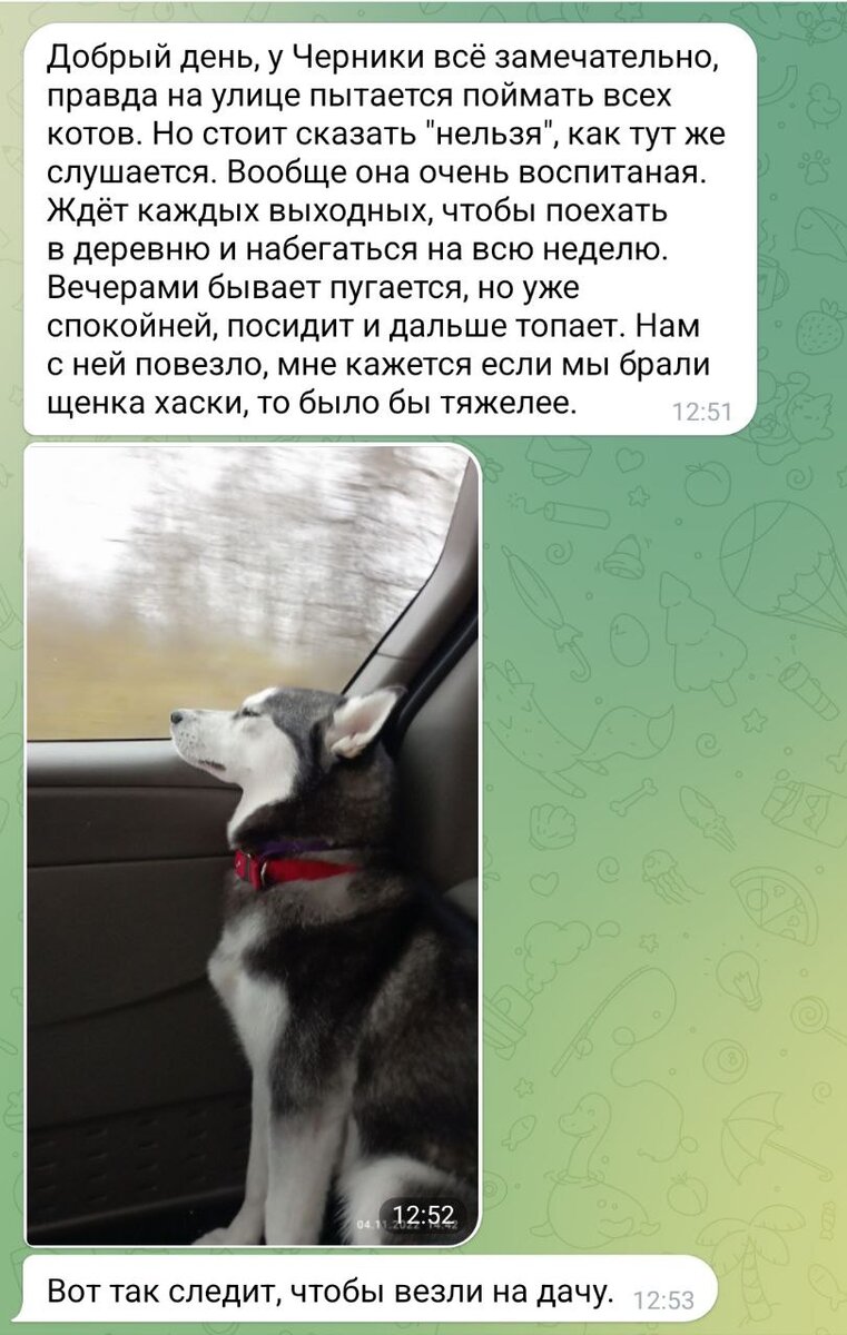 А можно мне в сутках хотя бы часов 30? Спасение рыжего ангела, приветы из  дома и прочие хаско-хлопоты | In Dogs we Trust | Дзен