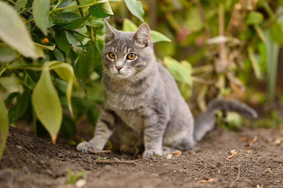Фото из Яндекс.Картинки