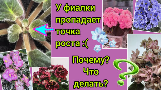 У фиалки пропадает точка роста :( Самые частые причины. Что сделать ...
