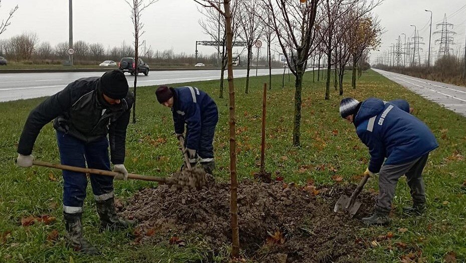    Автор фото: Комитет по благоустройству