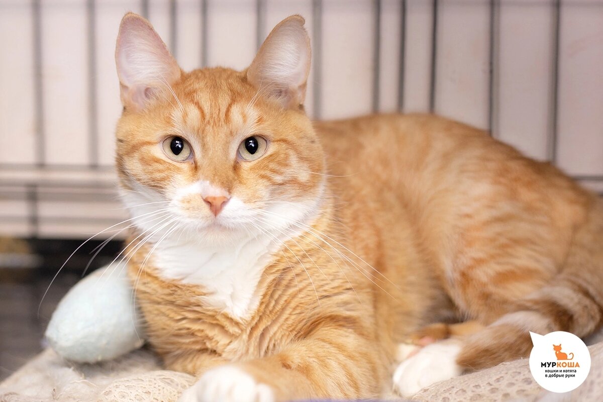 Ёршик жил на улице.