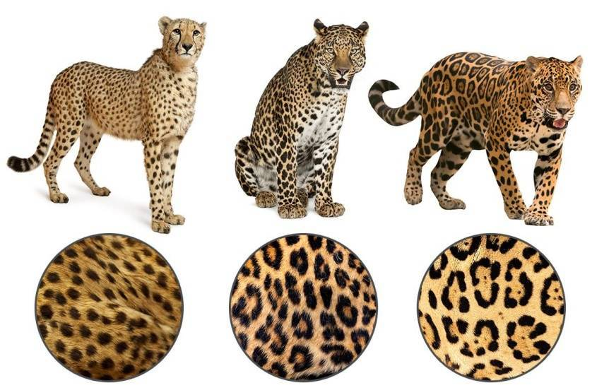 Ягуар и леопард. Ягуар леопард гепард отличия. Пятна леопарда гепарда и ягуара. Гепард леопард Ягуар.