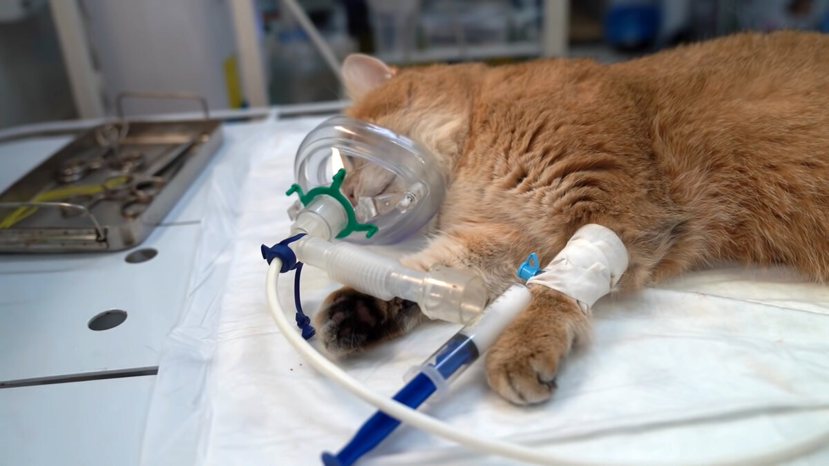 Это Селим во время операции на лапках