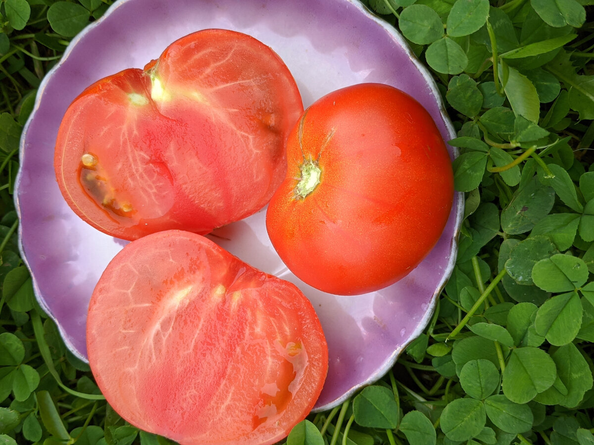 Бабушкино. Классический вид, классический вкус, хорошая урожайность. В статье использованы почти все фото автора.