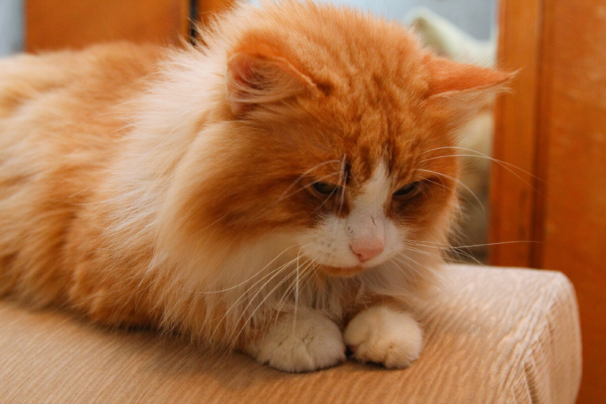 Кот рыжий толстый