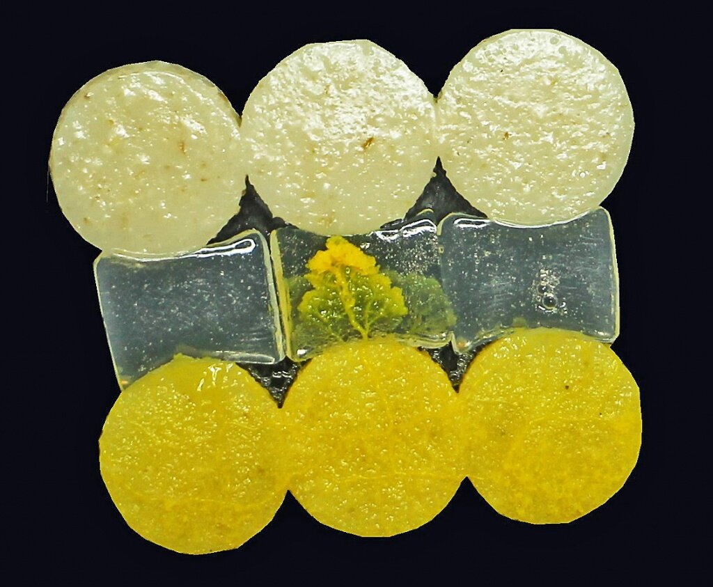 
1. Препятствие становится мостом. Между P. polycephalum (внизу) и овсянкой (сверху) пропитанная хинином агаровая полоска. Физарум в центре уже привык к хинину и тянется к пище