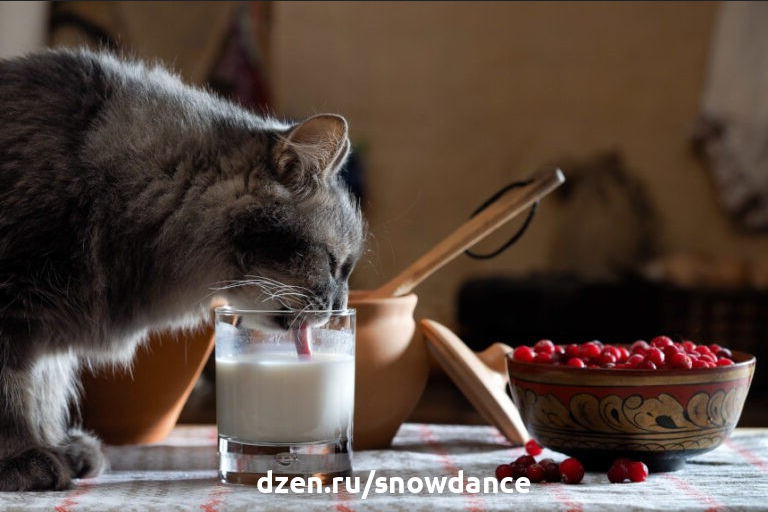 Смешные кошки и молоко - забавные фото! | КотоВедение | Дзен