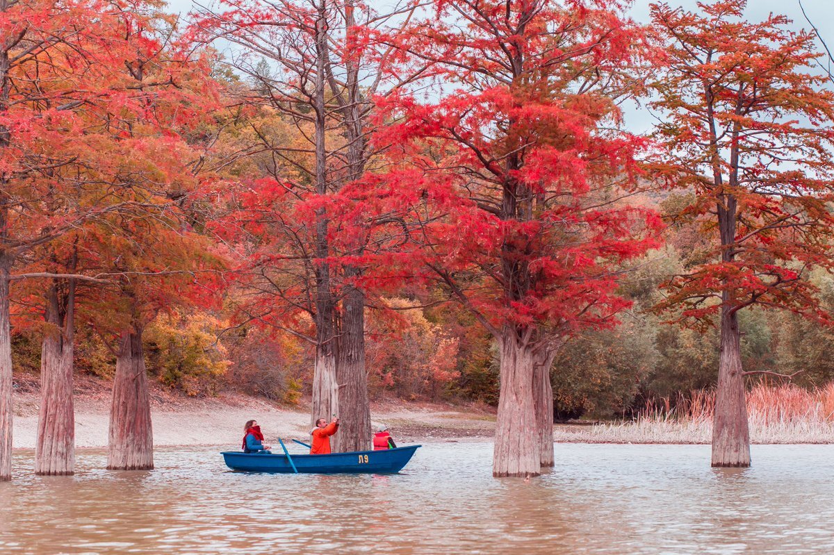 Осень. Кипарисы. Фото взято из свободных источников