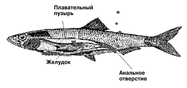 Биология акул | Группа RuDIVE