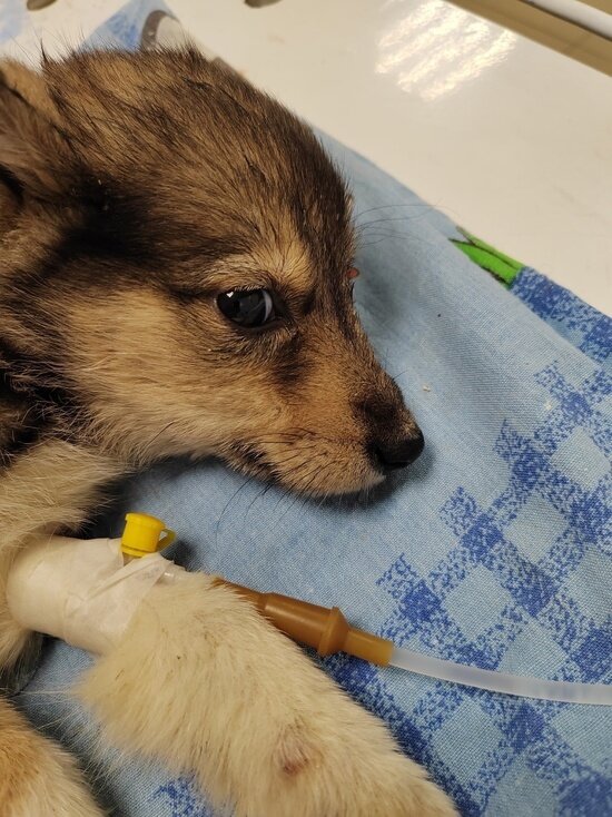     Фото: vk.com МОО ОЗЖ «Доброе сердце» Губкинский