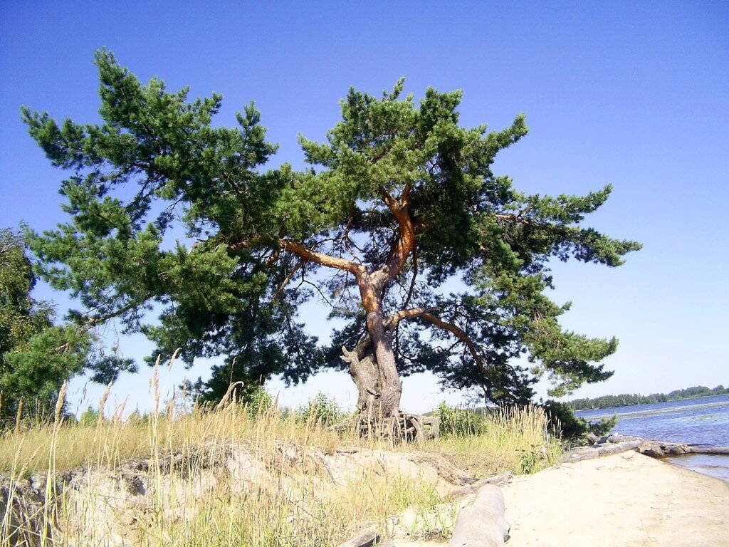 Красивейшая сосна на берегу реки