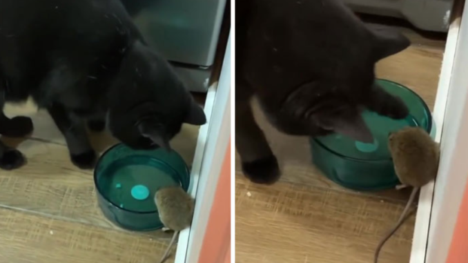 Саймон и мышь. Источник фото: https://newnewsam.ru/2021/11/20/regardez-qua-fait-le-chat-quand-il-a-rencontre-une-souris-pour-la-premiere-fois/