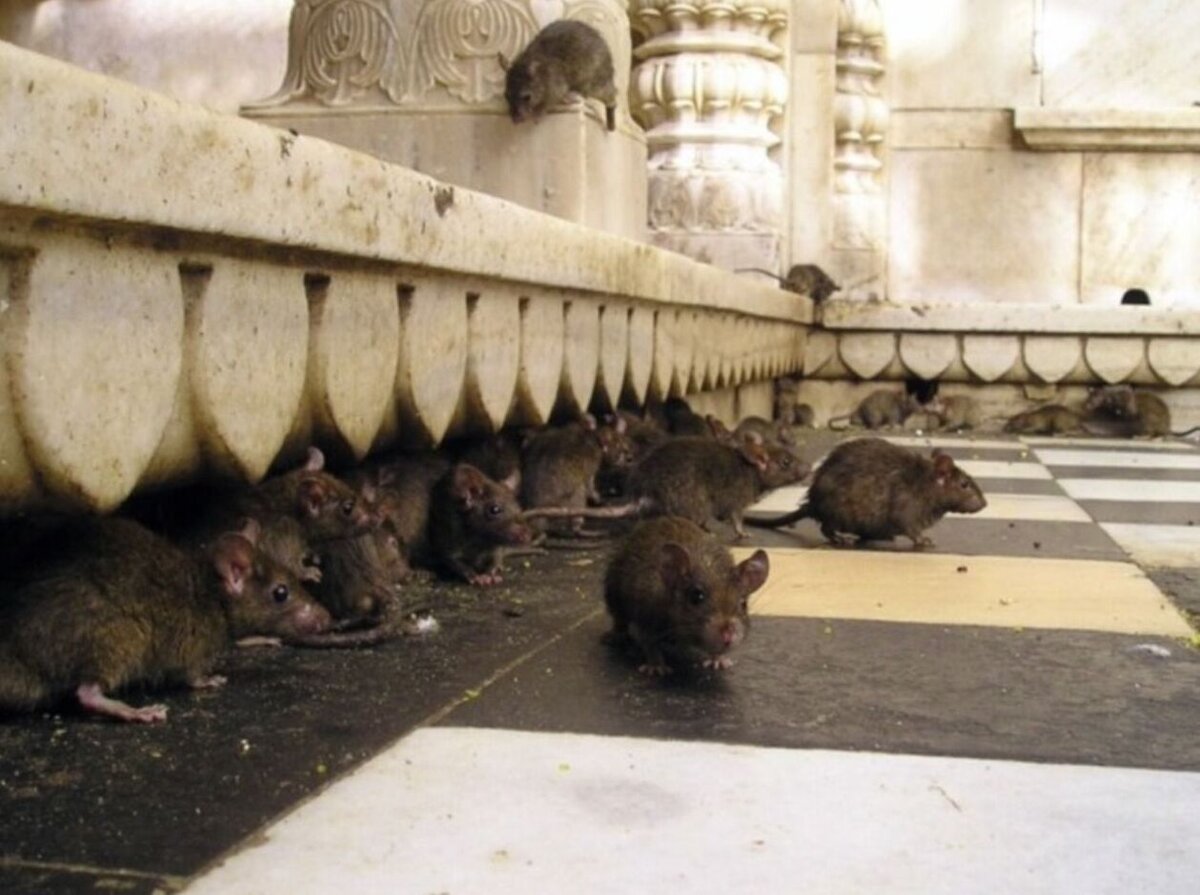 Москва: крысы. Фото из Яндекс картинки