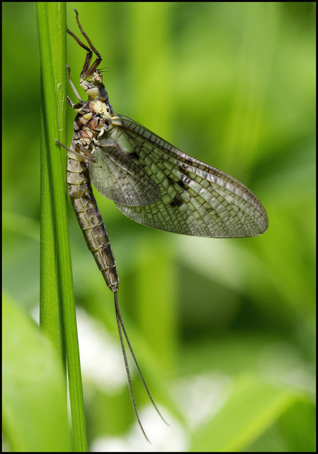 Современная подёнка