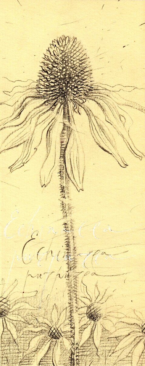 Иллюстрация Петра Перевезенцева