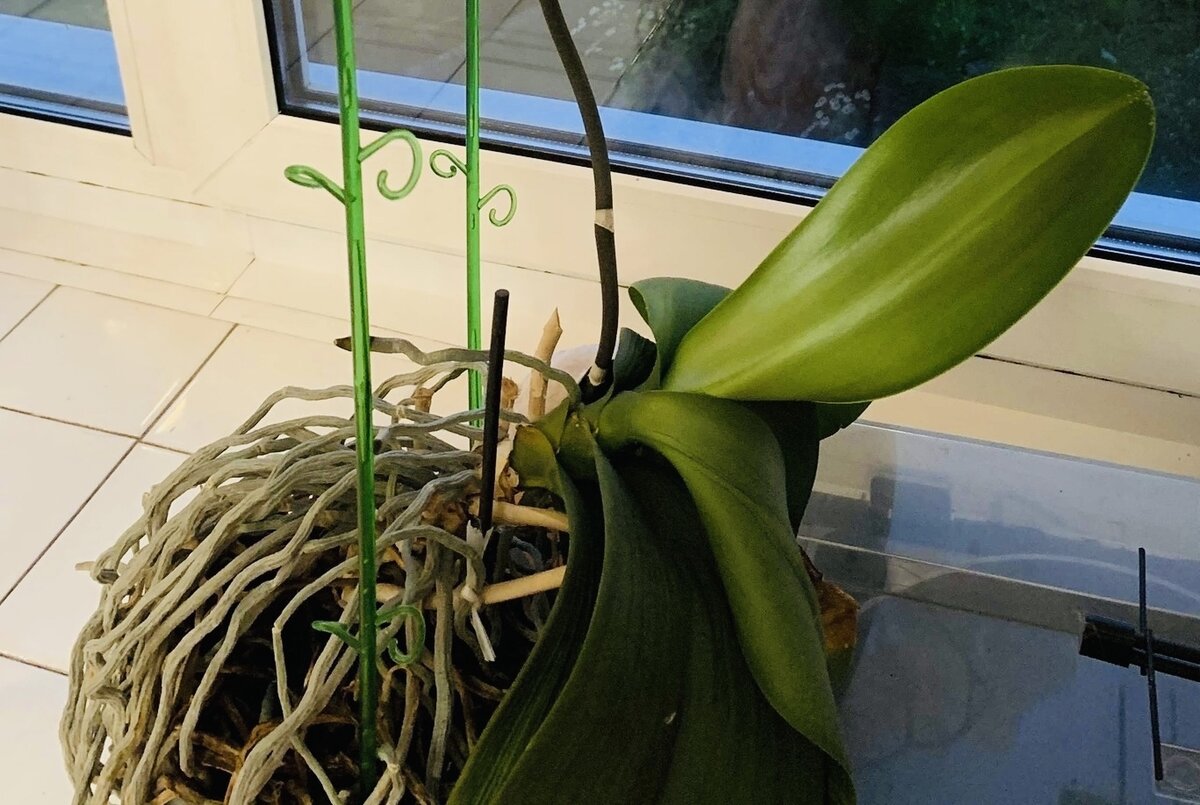 Что делать с корнями орхидеи, которые торчат из горшка