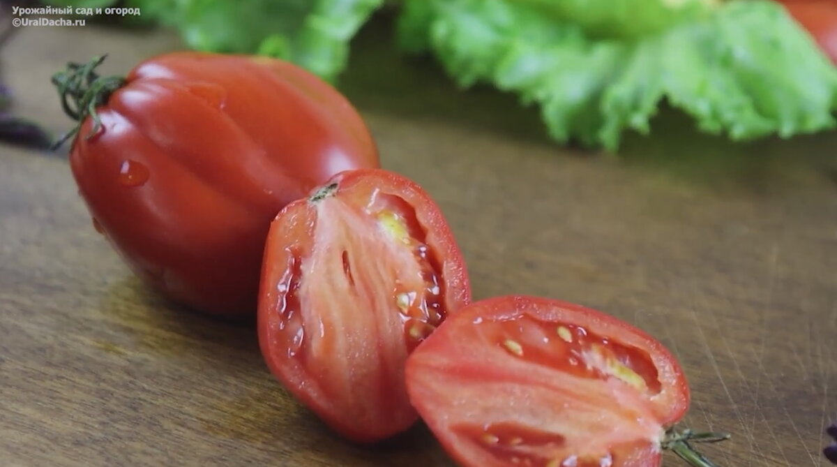 Это лучшие низкорослые и среднерослые томаты. Обзор томатов от «Гавриш»