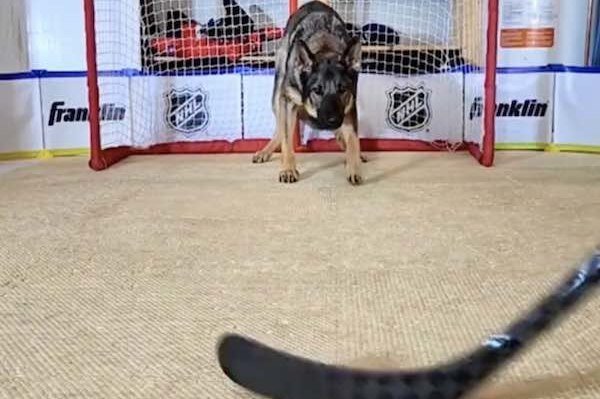     Эта овчарка может играть в НХЛ! Посмотрите, как она защищает ворота