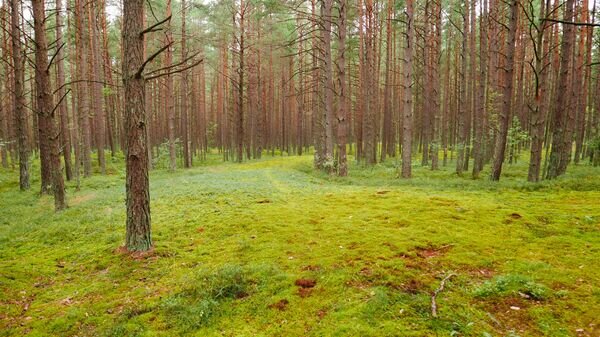   CC BY-SA 4.0 / Ken Eckert / Ragakapas Forest, Jurmala, Latvia(cropped image)