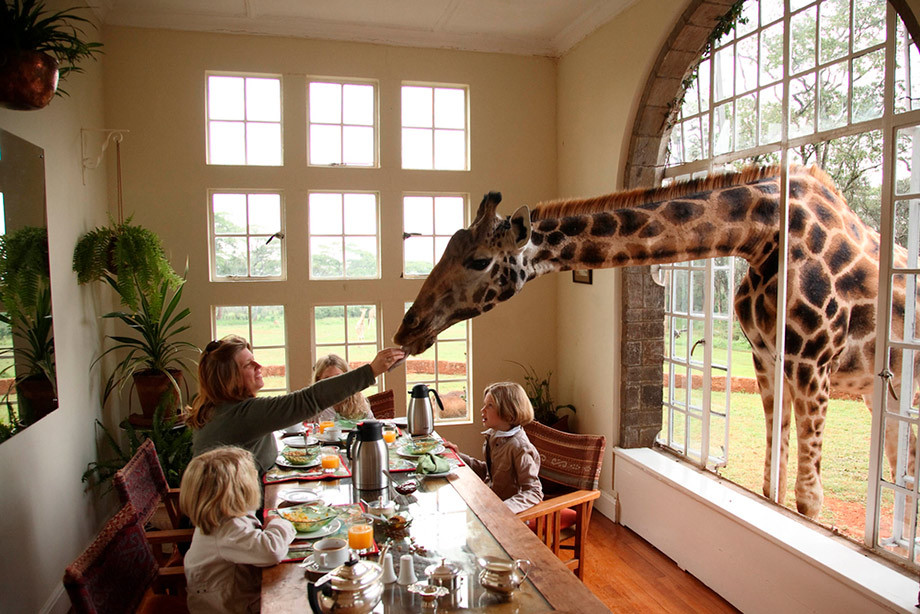 Самый необычный отель в мире. Что ждёт туристов в "Жирафьем поместье"в Кении?