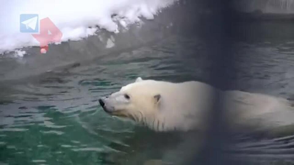    Медведь Диксон самостоятельно начать выходить гулять и купаться